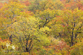 This image is Copyrighted © Berndt Weissenbacher/BeKaHaWe. If you like it, you may share this image as presented here under a Creative Commons Attribution-NonCommercial-NoDerivs 3.0 License (CC BY-NC-ND 3.0). NO OTHER USE OF THIS IMAGE is permitted without the express consent of the photographer.