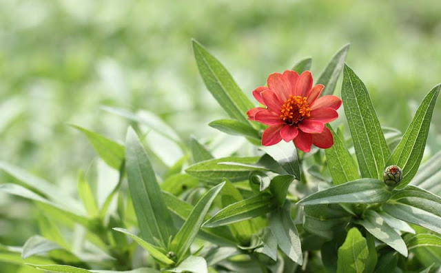 Narrow-Leaf Zinnia Flowers