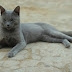 Mengenal Kucing Raas, Jenis Kucing Ras Asli Indonesia