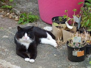 the interloper tomcat, just lying around