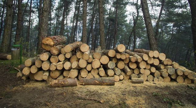 До кінця серпня пройдуть масштабні планові перевірки експортерів лісу 