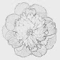 Peony Type Anemone