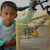 Nino, Lovebird Mania Junior Paling Heboh