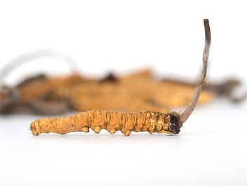 Beneficios del Cordyceps Sinensis