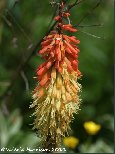 18 red-hot-poker