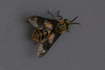 Gewone Goudoogdaas - - Chrysops relictus