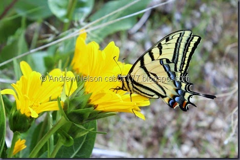 Copy of IMG_3110