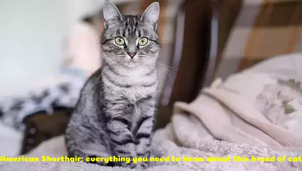 american shorthair cat,american shorthair cat breed,american shorthair breed,cat breeds,american shorthair,american shorthair cat 101,american shorthair personality,american shorthair things to know,american shorthair traits,american shorthair 101,cat breed,cat,american shorthair cats 101,everything about cats,british shorthair cat breed,american shorthair kitten,american shorthair cat profile,american shorthair cat characteristics