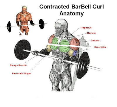 Standing Barbell Curl