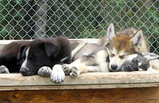 Alaskan Sled Dog Puppies - Denali Visitors Center, Alaska