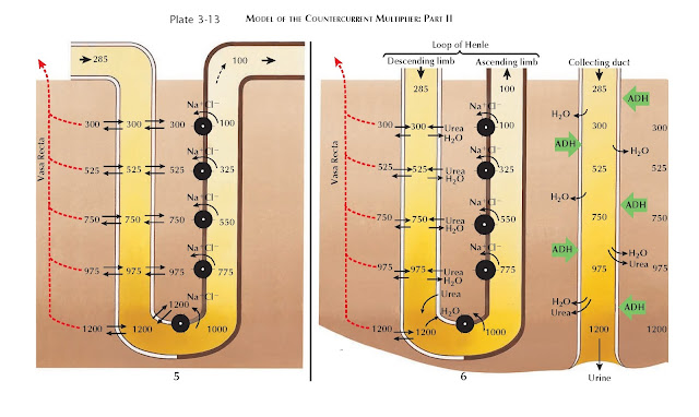 MODEL OF THE COUNTERCURRENT MULTIPLIER: PART II