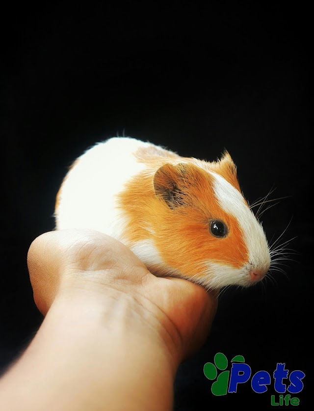  Discover How Long Do Guinea Pigs Live and Ensure Their Well-being | A Comprehensive Guide