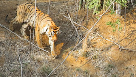 Matkasur Male tiger walks to a watering hole at Tadoba Andhari Tiger Reserve