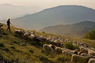 Απογραφή Ζωικού Κεφαλαίου στην Π. Δ. Ελλάδας