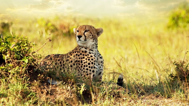 Cheetah in Africa