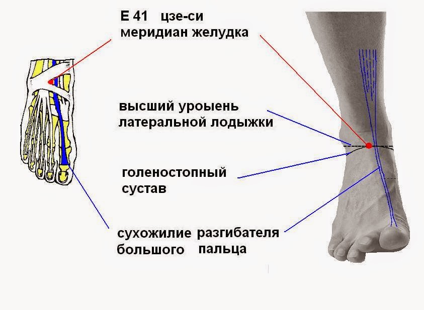 Щиколотки и лодыжки разница. Латеральная лодыжка анатомия. Голеностоп латеральная лодыжка. Латеральная лодыжка болезни. Медиальная лодыжка расположена.