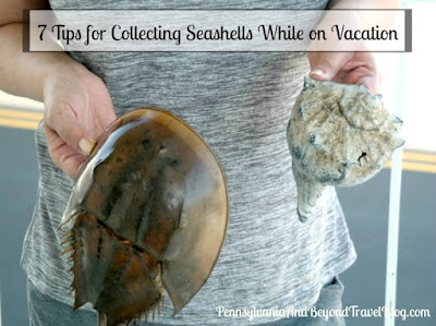 7 Tips for Collecting Seashells While on Vacation