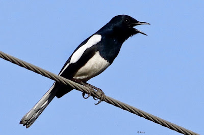 Oriental Magpie-Robin