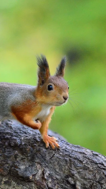 Funny, Squirrel, Animal, Wildlife