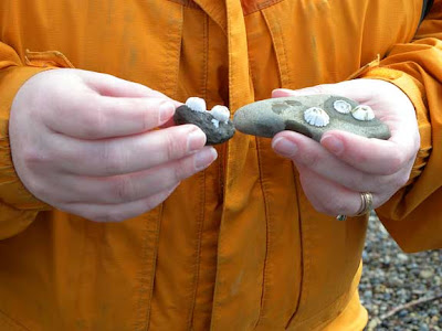 shells encrusted on rock