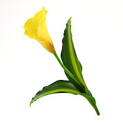 3D model Calla flower (calla flower )