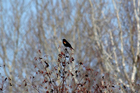 male red-winged blackbird
