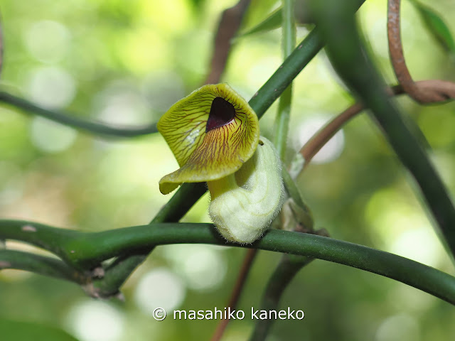 オオバウマノスズクサ