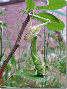Locusta migratoria molting