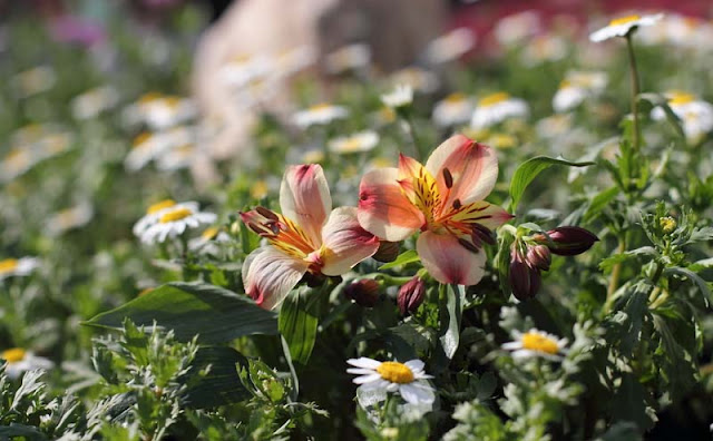 Peruvian Lily Flowers Pictures