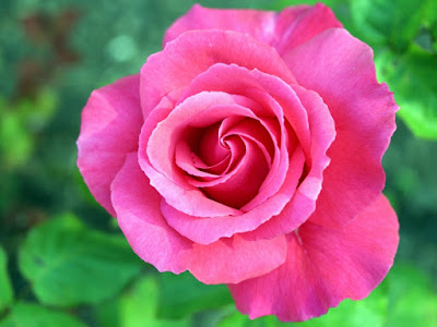 fotografias de rosas bella