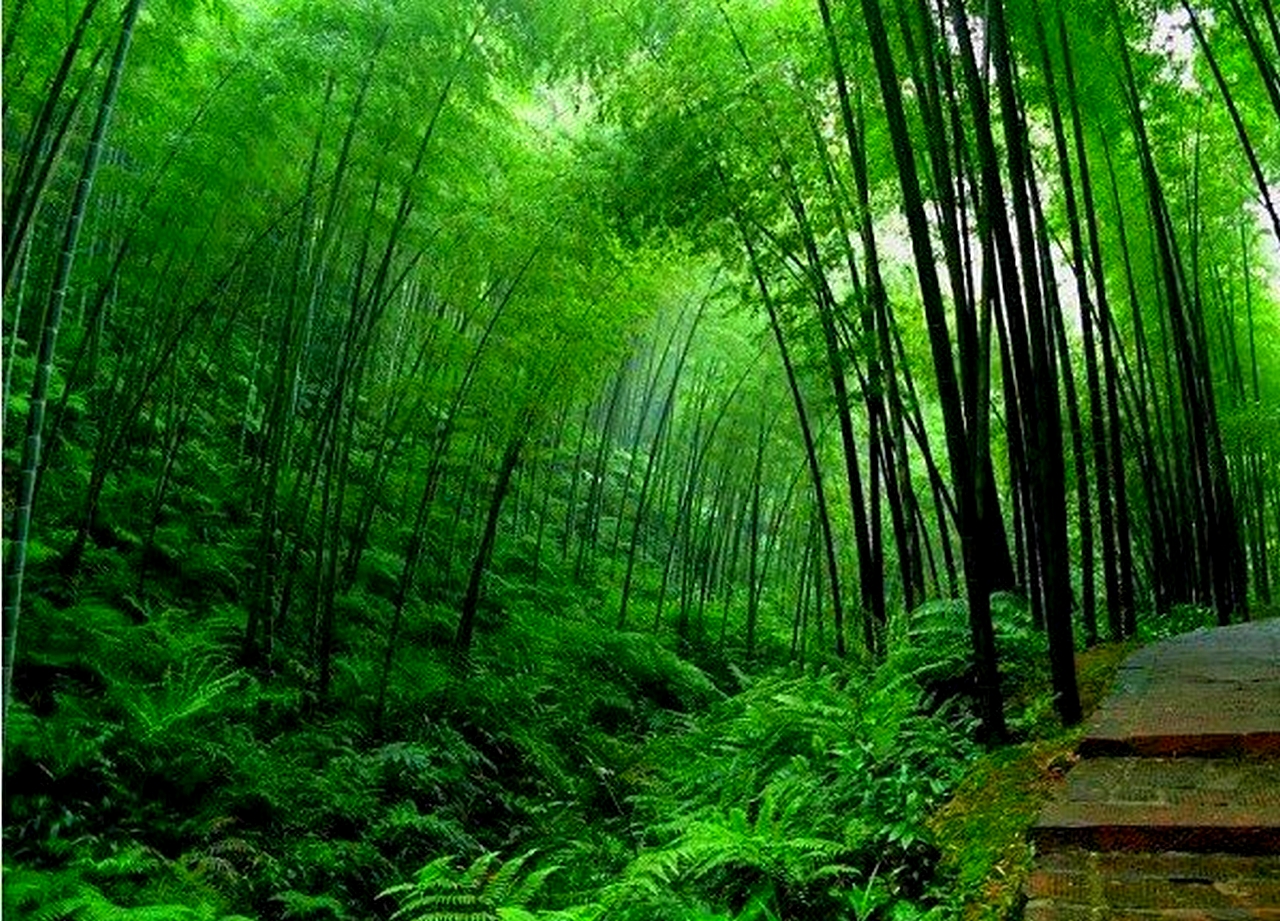 Beautiful Wallpapers For Desktop: Bamboo Tree Wallpapers hd