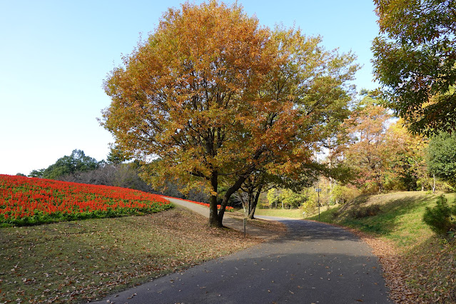 鳥取県西伯郡南部町鶴田 とっとり花回廊 花の丘