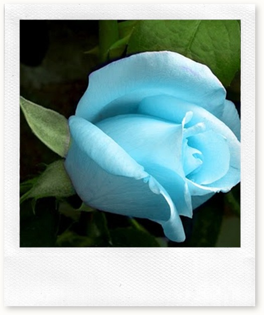 blue_rose
