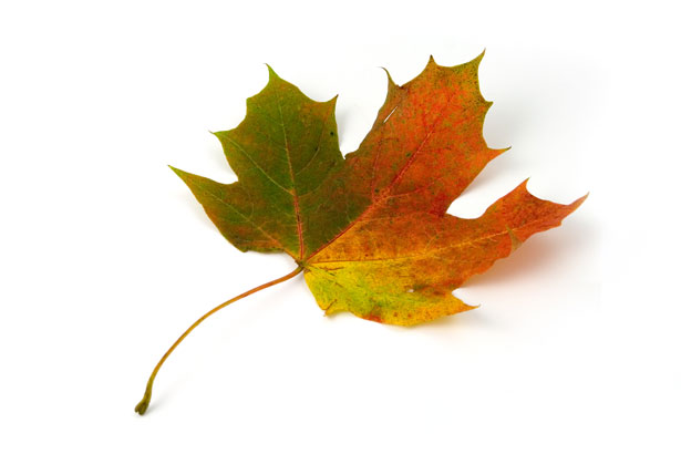 The Maple Leaf