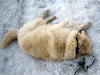 雪の上で転がる犬