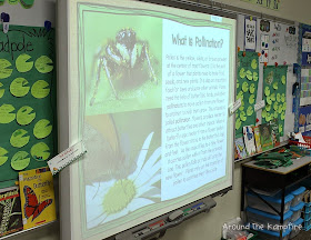 Butterfly life cycle pollination lesson