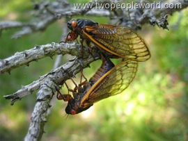 cicadas-660x495-custom