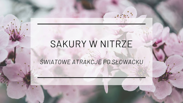 Sakury w Nitrze [Światowe atrakcje po słowacku]