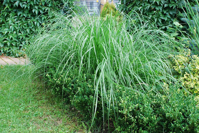 Pennisetum alopecuroides