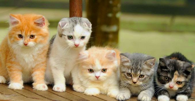  Gambar  Kucing  Yang Paling  Comel  Di Dunia Info Terkait Gambar 