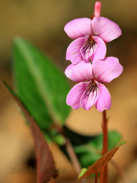 Viola violacea