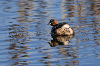 Wildlifefotografie Naturfotografie Lippeaue Olaf Kerber