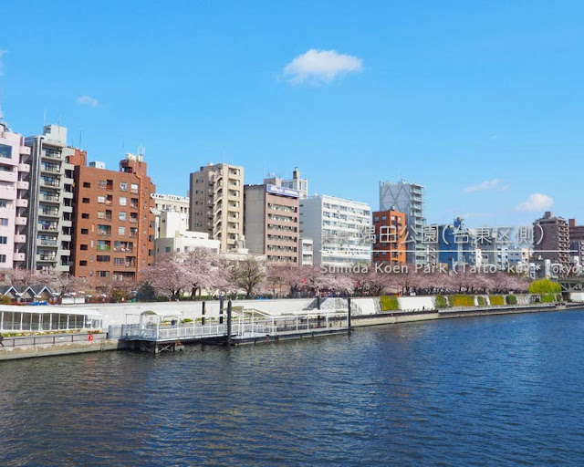 隅田川（台東区側）の桜