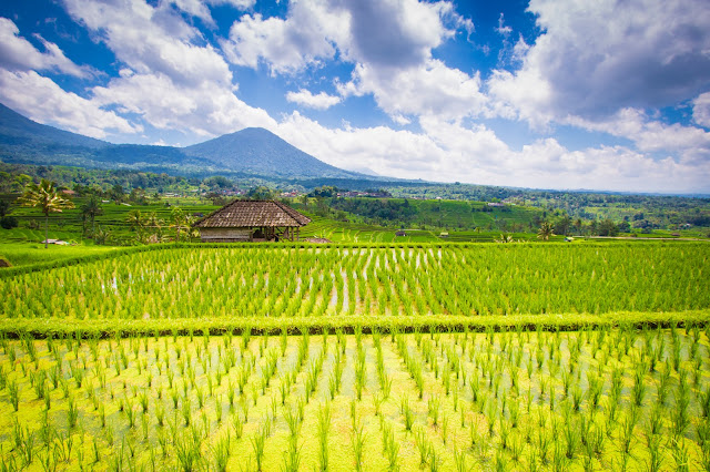 Risaie di Jatiluwih-Bali