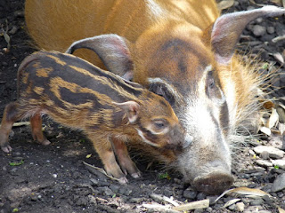 Potamochère du Cameroun - Potamochoerus porcus pictus 