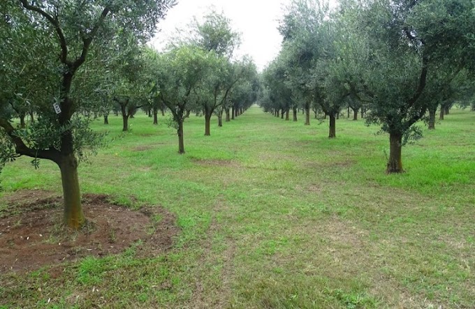 Φθινοπωρινές επεμβάσεις στην ελιά