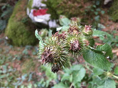 Arctium nemorosum – Burdock (Bardana selvatica).