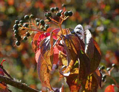 Dogwood Tree Facts