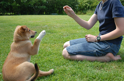 Imagem ilustrativa de adestramento de cães