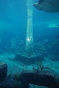 The aquarium at Atlantis, Bahamas (dsc )